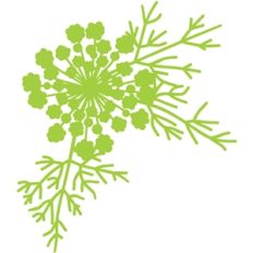 queen anne's lace flower