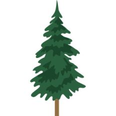 pine tree