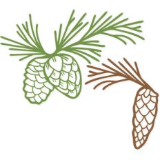pine cones