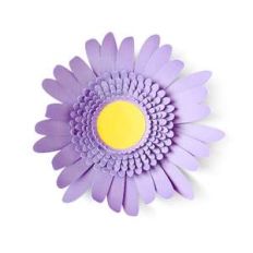 gerbera daisy