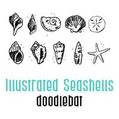 illustrated seashells doodlebat