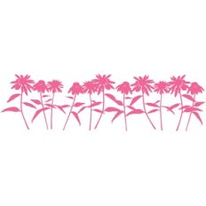 coneflower border