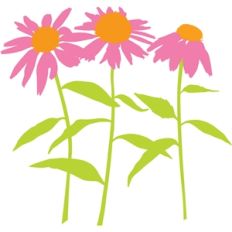 coneflower garden