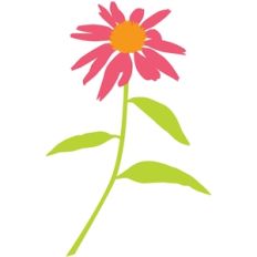 coneflower