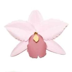 cattelya orchid