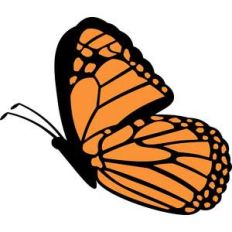 monarch butterfly