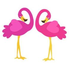 flamingos