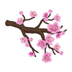 cherry blossom branch