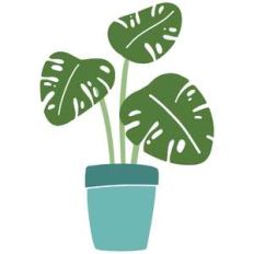 monstera in pot