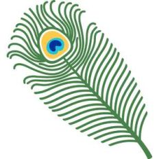peacock feather