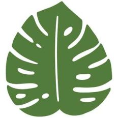 tropical monstera leaf
