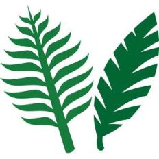 set tropical leaves