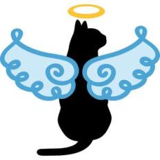 angel cat