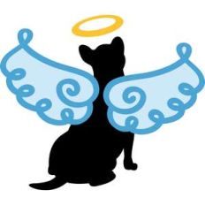 angel little dog