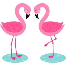 flamingos