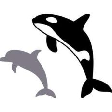 dolphin and orca whale