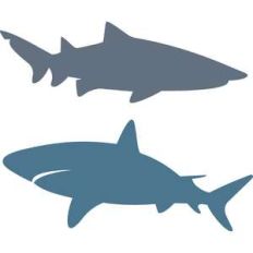 shark set