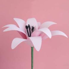 lily