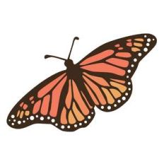butterfly