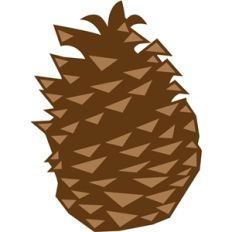 pinecone