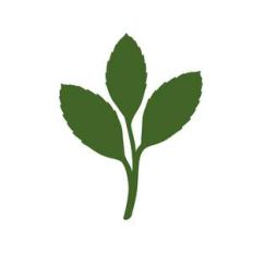 rose leaves