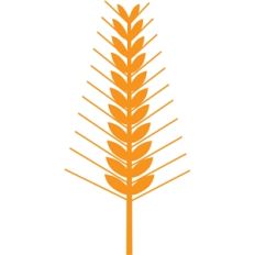 wheat