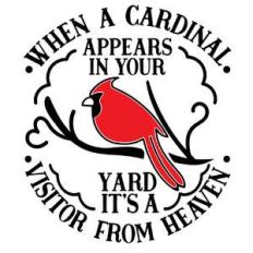when a cardinal appears in your yard