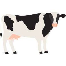 cow
