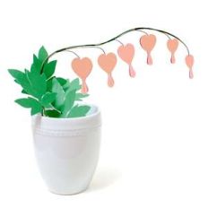 bleeding heart flower