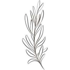 sprig with long leaves