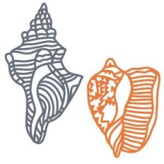 two ocean shells