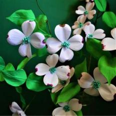 dogwood