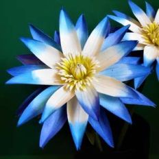 water lily