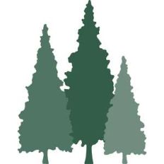 pine trees