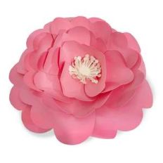 apricot rose