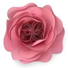 heirloom rose