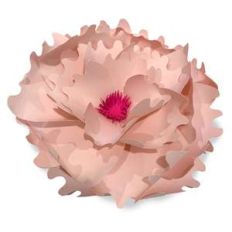 blossom rose