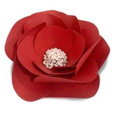 full bloom rose