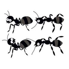 marching ants