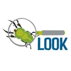 beetle with magnifying glass