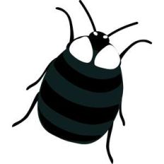 beetle