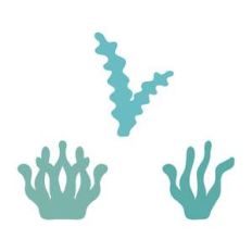 seaweeds