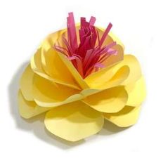 pretty rosa