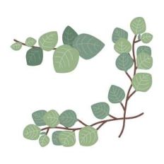 eucalyptus branches