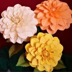 dahlia