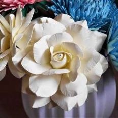 garden rose