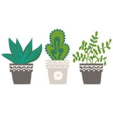 miso happy succulent set
