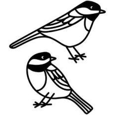 chickadee birds