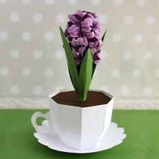 3d hyacinth in a cup box