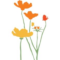 poppy field